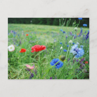 field of wildflowers postkarte