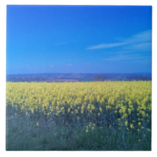 Fields de moutarde Carreaux en céramique 6" x 6" 