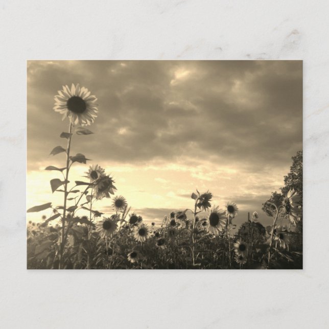 Fier tournesol au coucher du soleil - Carte postal (Devant)