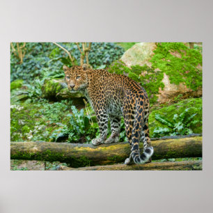 Fierce Elegance Jaguars Blick Poster