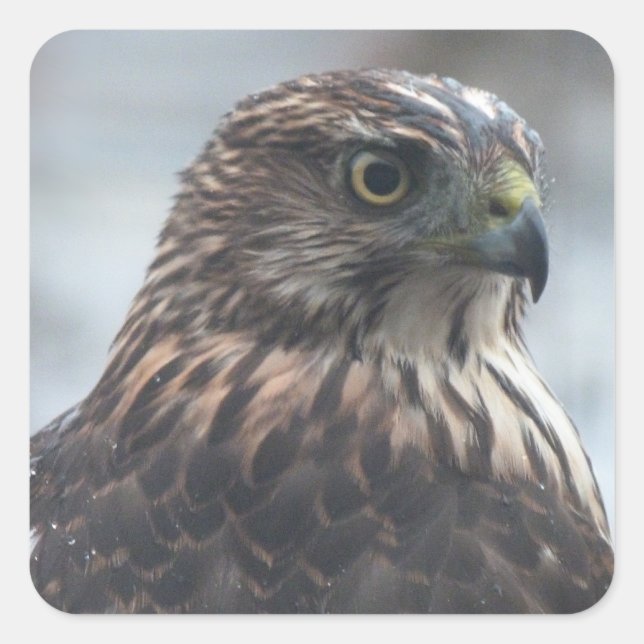 Fierce Hawk Quadratischer Aufkleber (Vorderseite)