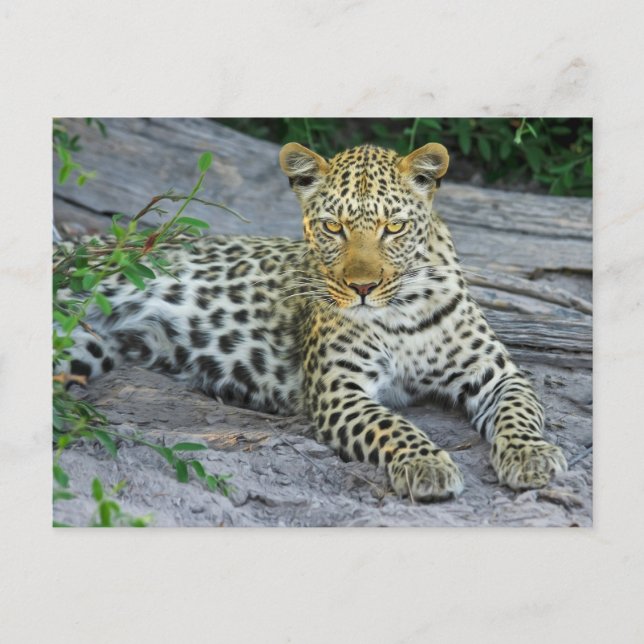 Fierce Leopard Stares Postkarte (Vorderseite)