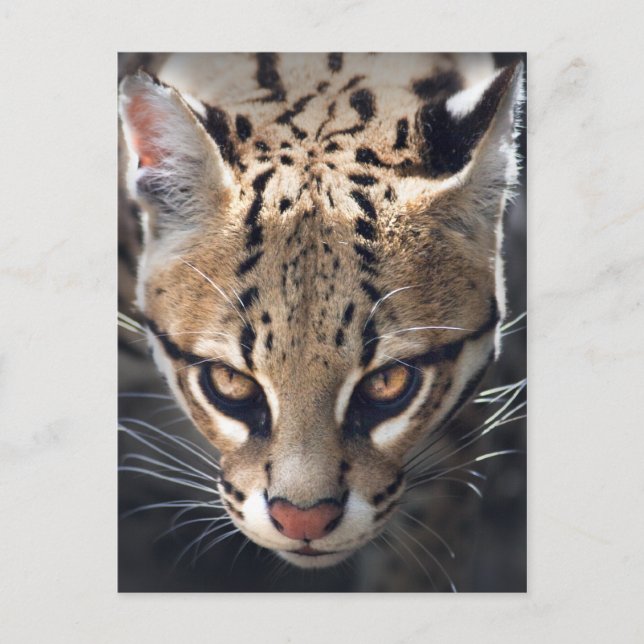 Fierce Postcard Postkarte (Vorderseite)