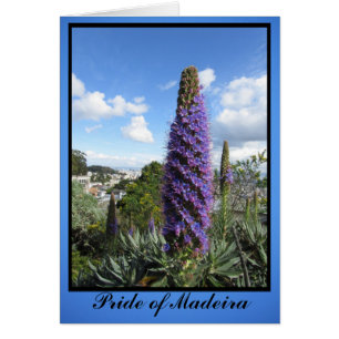 Fierté De La Fleur De Madère