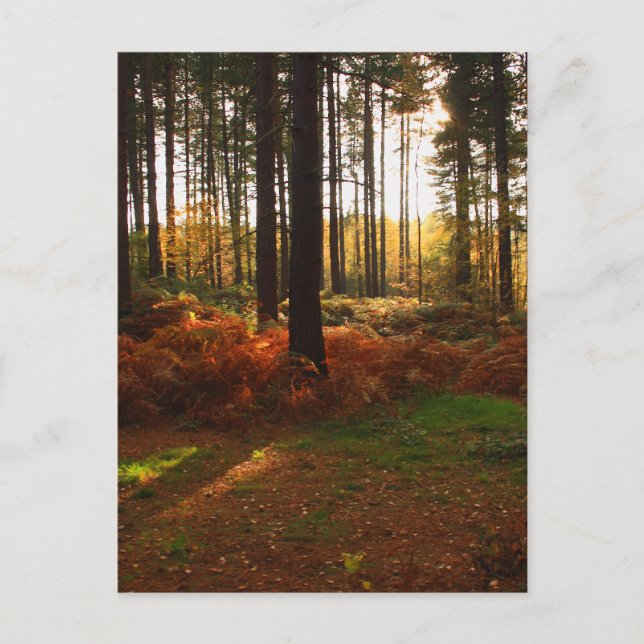 Fiery Bracken Postkarte (Vorderseite)