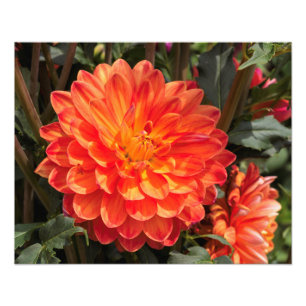 Fiery Dahlia Fotodruck