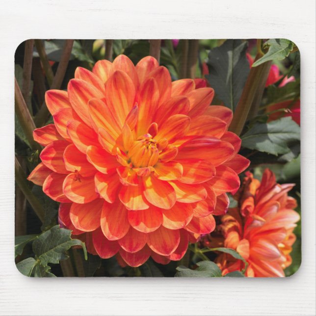 Fiery Dahlia Mousepad (Vorne)