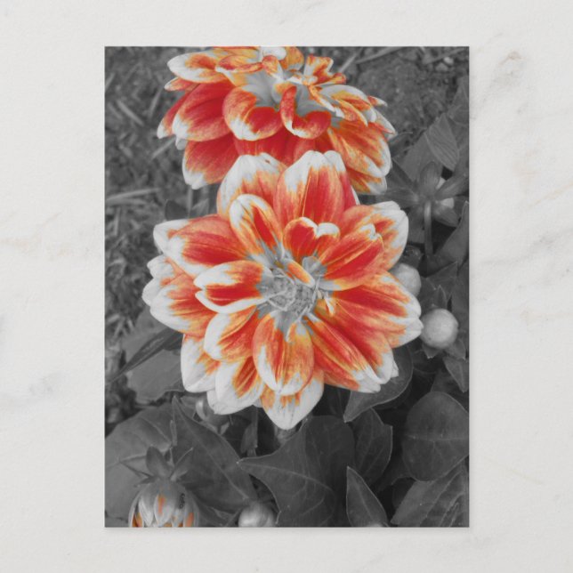 Fiery Dahlias Postkarte (Vorderseite)