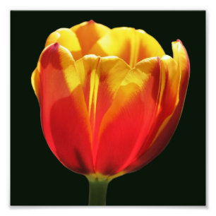 Fiery Orange Yellow Tulip Blume Nah 8x8 Fotodruck