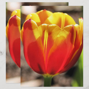 Fiery Orange Yellow Tulip Blume Scrapbook Paper