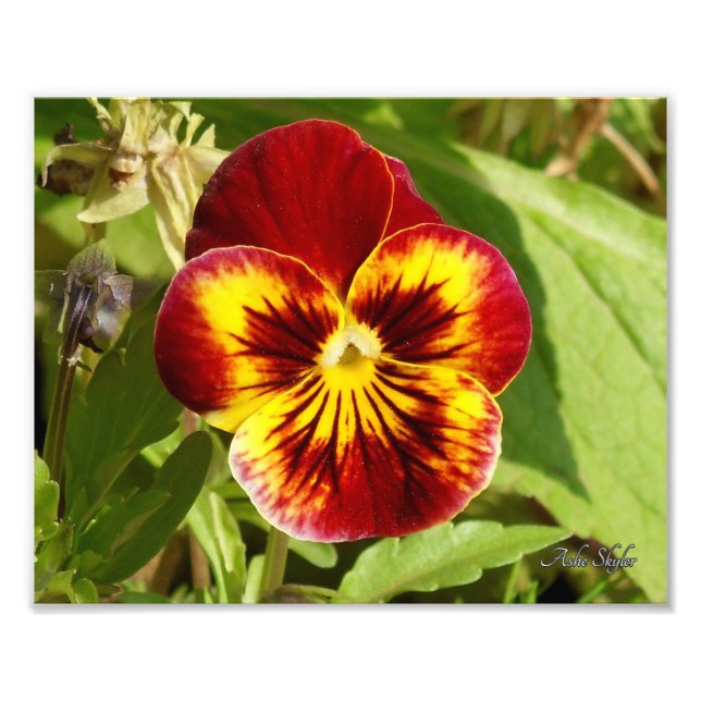 Fiery Pansy Fotodruck (Vorne)