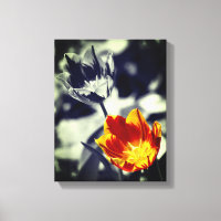 Fiery Tulip Blume Pair Partial Color