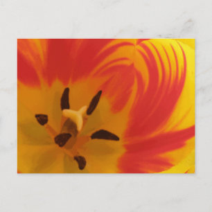 Fiery Tulip Postcard Postkarte