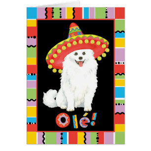 Fiesta American Eskimo Chien