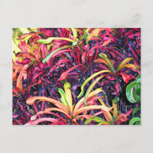 Fiesta of Color - Postcard Postkarte