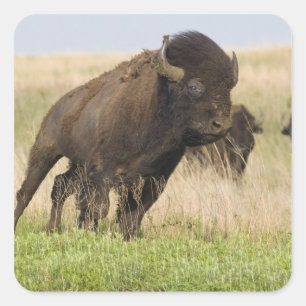 Fiesty junger Bisonstier beim Tallgrass Quadratischer Aufkleber