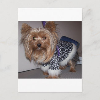 "Fifi" die Yorkie! Postkarte