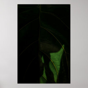 Fig Plant Poster