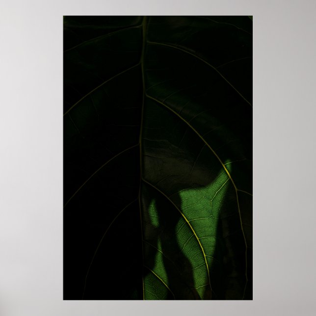 Fig Plant Poster (Vorne)