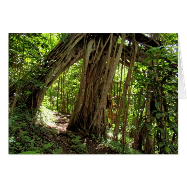 Fig Tree Tunnel (Vorderseite (Horizontal))