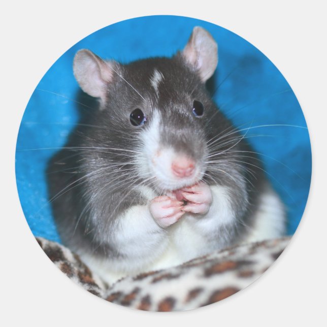 Figaro Rattie 3" Aufkleber (Vorderseite)