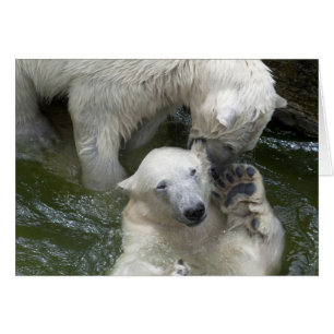 Fighting Polar Bears