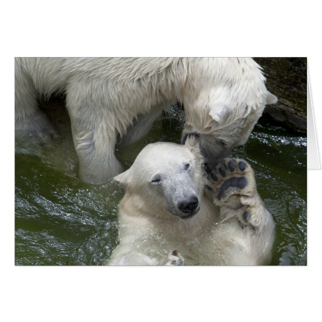 Fighting Polar Bears (Vorderseite (Horizontal))