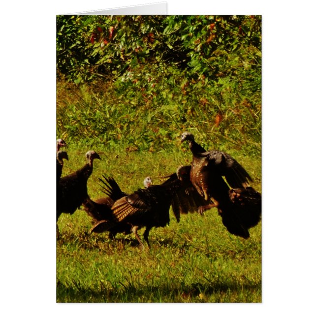 Fighting Wild Turkeys in the Smoky Mountains (Vorne)
