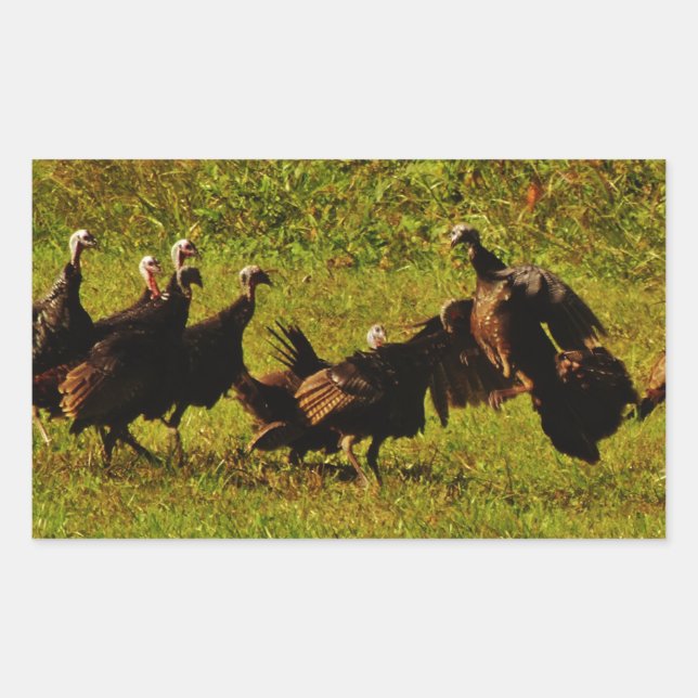 Fighting Wild Turkeys in the Smoky Mountains Rechteckiger Aufkleber (Vorderseite)