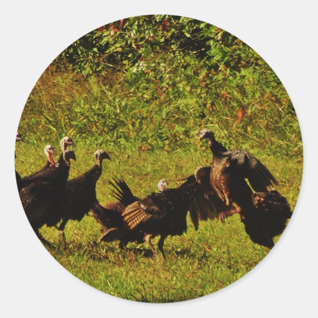 Fighting Wild Turkeys in the Smoky Mountains Runder Aufkleber (Vorderseite)