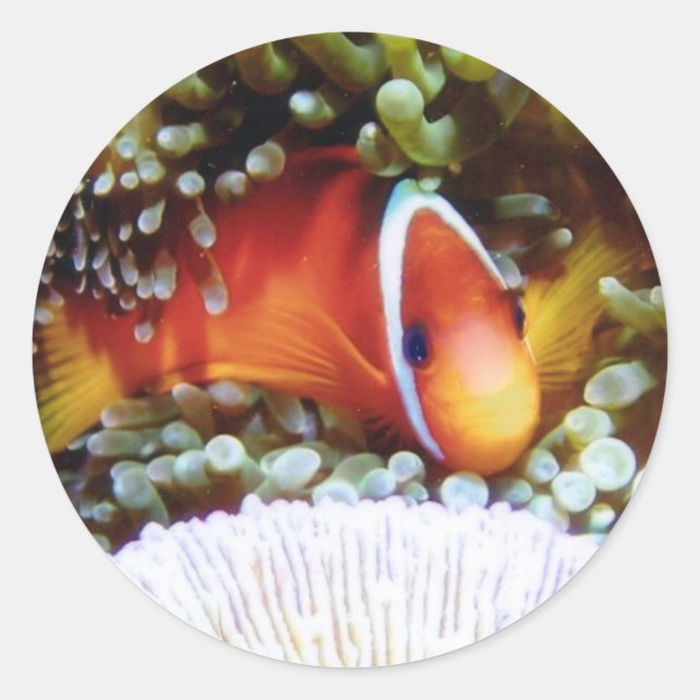 Fiji Tomato Clown Runder Aufkleber (Vorderseite)