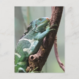 Fijian Crested Iguana Postkarte