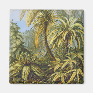 Filicinae (Ferns), Ernst Haeckel Art Magnet