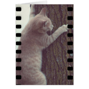 Film Racker