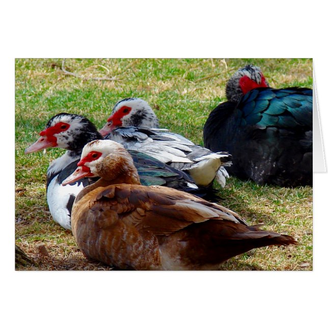 Filme (Vorderseite (Horizontal))