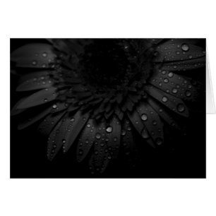 Fin de marguerite de Gerber avec des gouttelettes