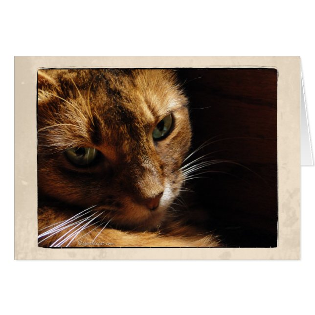 Fin somalienne de chat vers le haut de carte (Devant horizontal)