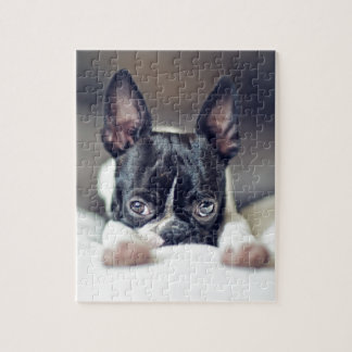 Fina das Boston Terrier