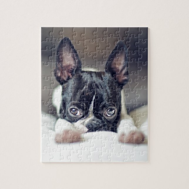 Fina das Boston Terrier (Vertikal)