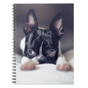 Fina das Boston Terrier Notizblock