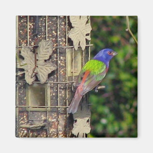 finch-1- 5.-06. Februar Magnet