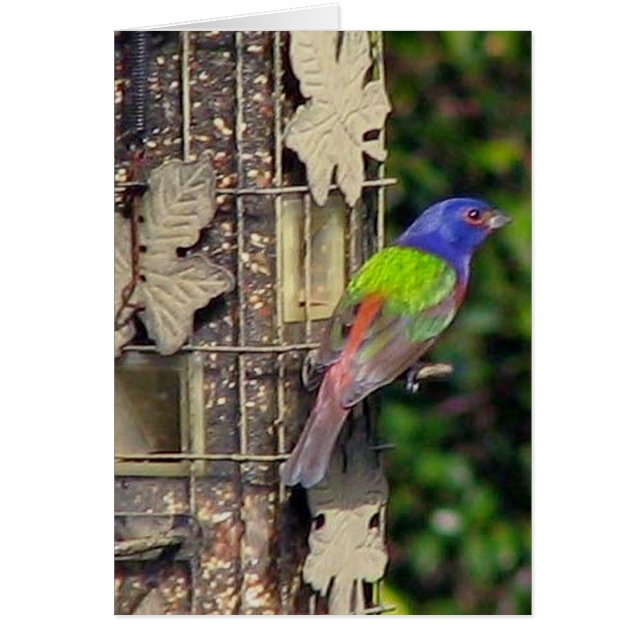 finch-1-feb5-06 (Vorne)