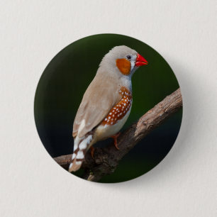 Finch Abzeichen Button