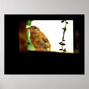 Finch Beauty Poster