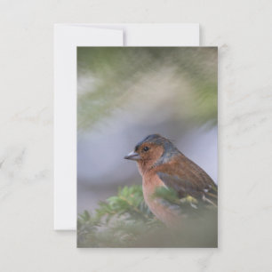 Finch Bird Nature Foto-Karte RSVP Karte