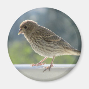 Finch in der Morgensonne. Magnet