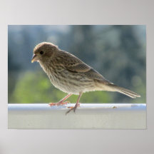 Finch in der Morgensonne.