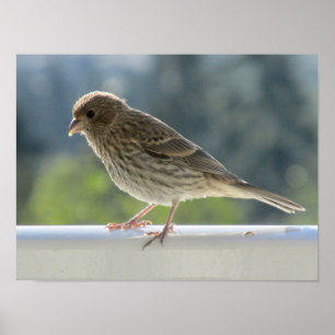 Finch in der Morgensonne. Poster