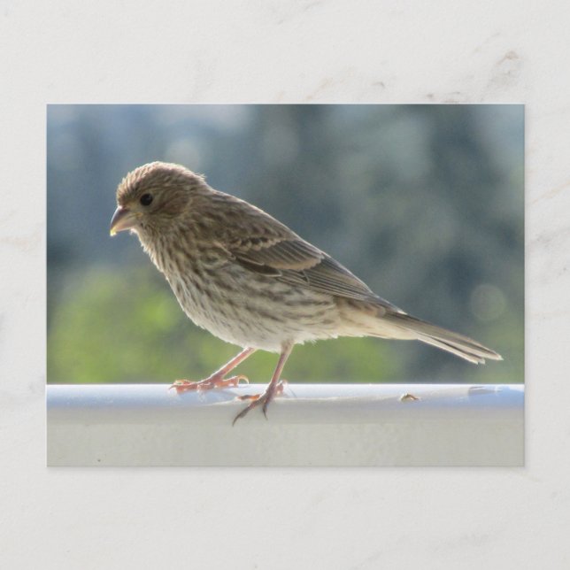 Finch in der Morgensonne. Postkarte (Vorderseite)