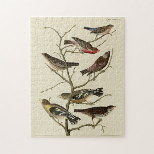 Finch, Jagd, Grosbeak, Audubon Birds of America